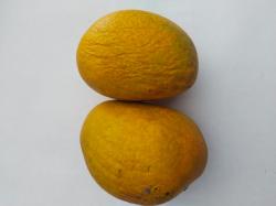 Mango Alphonso Ratnagiri  (Ugly Harvest)