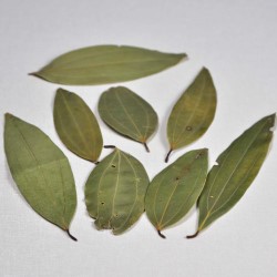 Bay Leaf (Tej pata) : Aromatic and Flavorful Bay Leaf