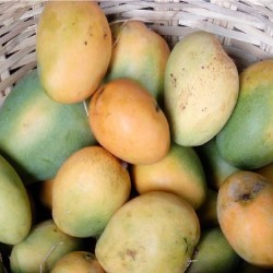 Mango Banganapalli  