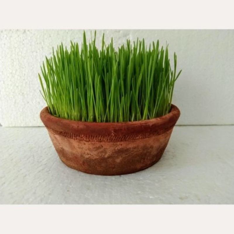 Wheat Grass Microgreens