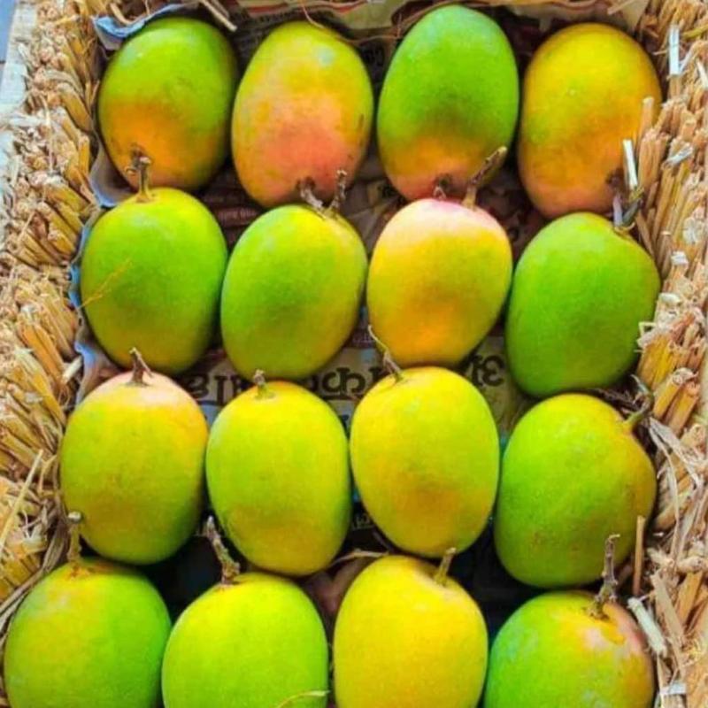 Ratnagiri Alphonso Mango (Big)