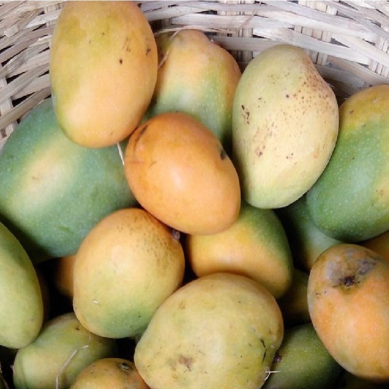 Mango Banganapalli  (Semi-ripe)