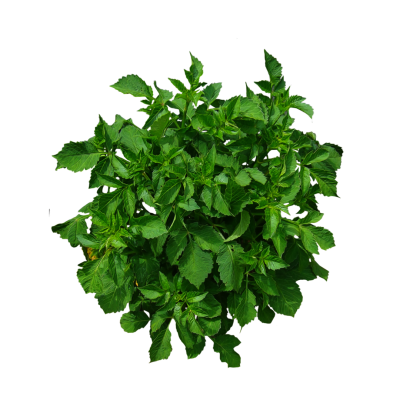 Mint - (Pudina Leaves)